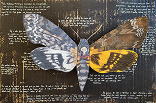 smaller version of moth collage with white writing on a black background